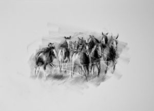 Mustangs / Antje Clara Bücker