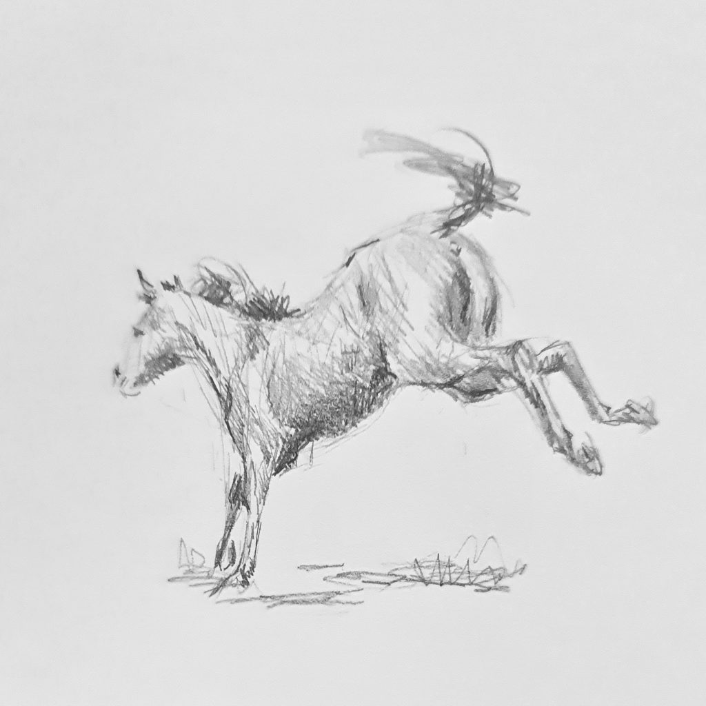 Auskeilendes Pferd / Antje Clara Bücker